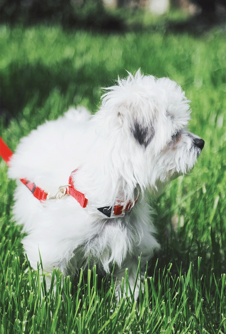Popular Led Light Dog Collar Nylon Durable Battery Pet Collars